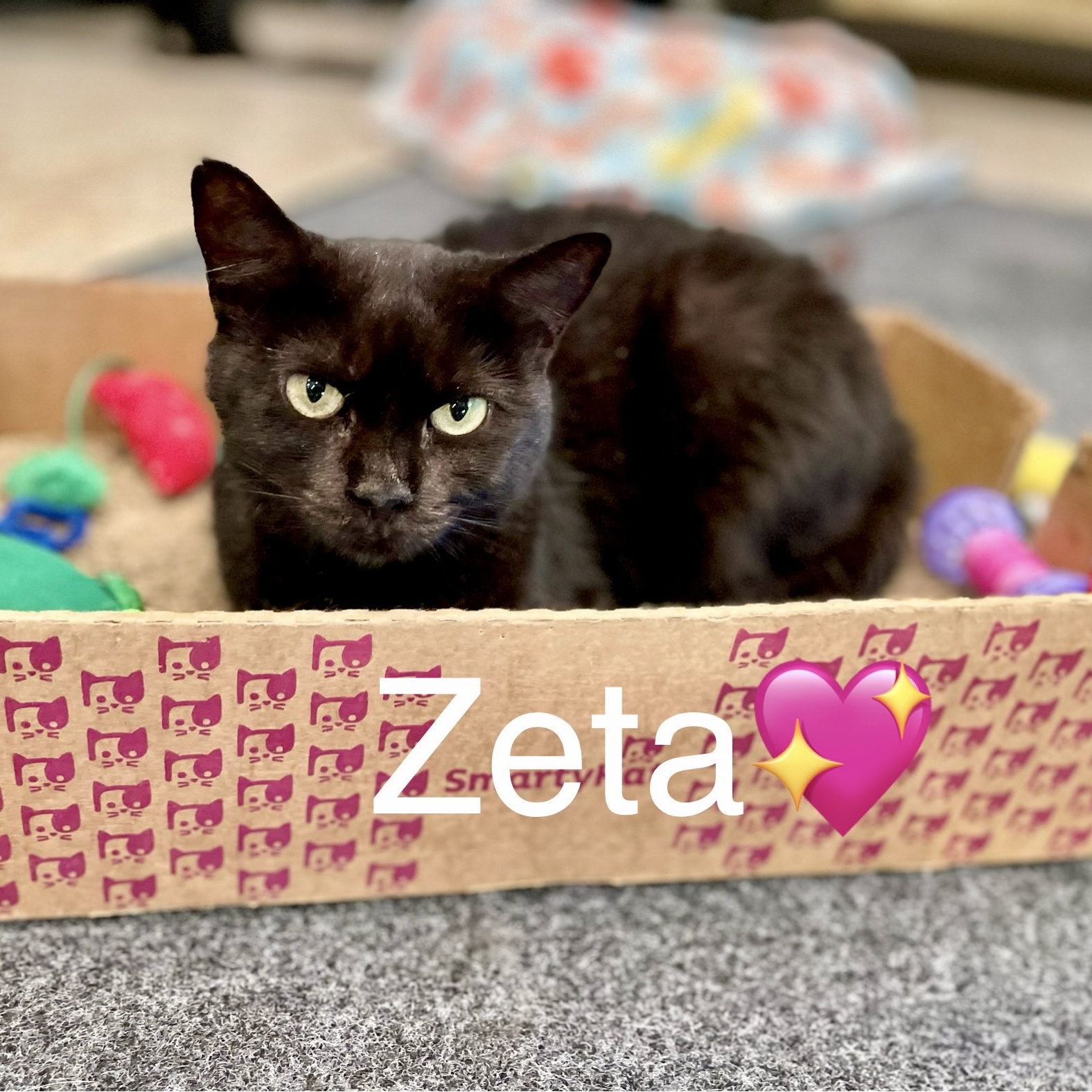 Zeta photo 2