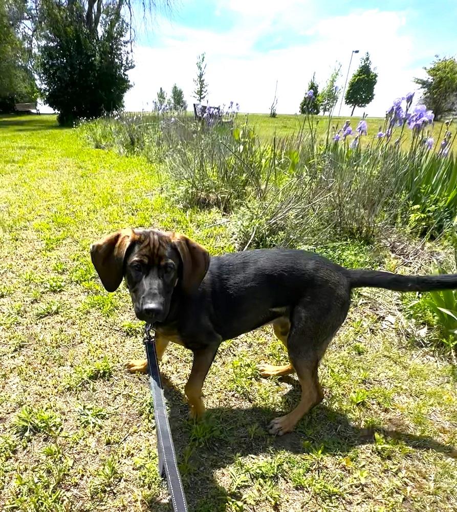 Jimmy Dean, a ADOPTABLE mixed breed in Mason City, IA image 2/3