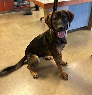 Enlarge Jimmy Dean, a ADOPTABLE mixed breed in Mason City, IA image 1/4