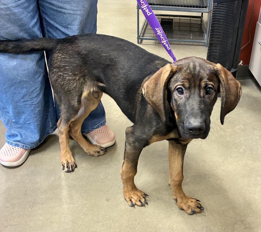 Jimmy Dean, a ADOPTABLE mixed breed in Mason City, IA image 3/3