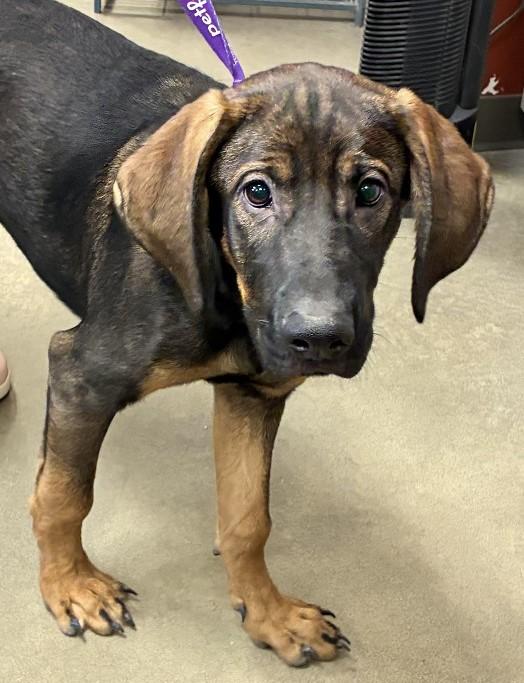 Jimmy Dean, a ADOPTABLE mixed breed in Mason City, IA image 1/3