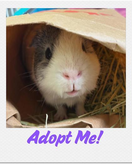 Lenny, a Adoptable Guinea Pig in Lowell, MA image 1/3