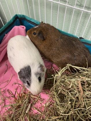 Lenny, a Adoptable Guinea Pig in Lowell, MA image 2/3