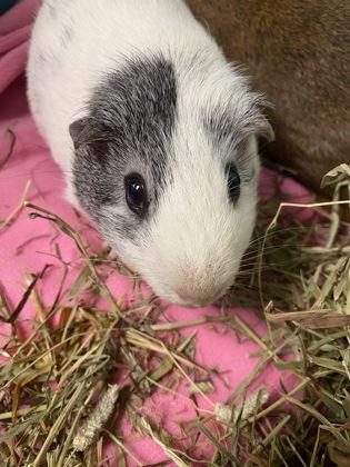 Enlarge Lenny, a Adoptable Guinea Pig in Lowell, MA image 2/2