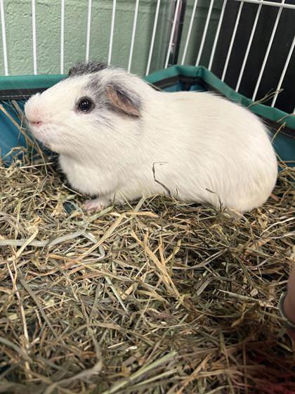 Lenny, a Adoptable Guinea Pig in Lowell, MA image 3/3