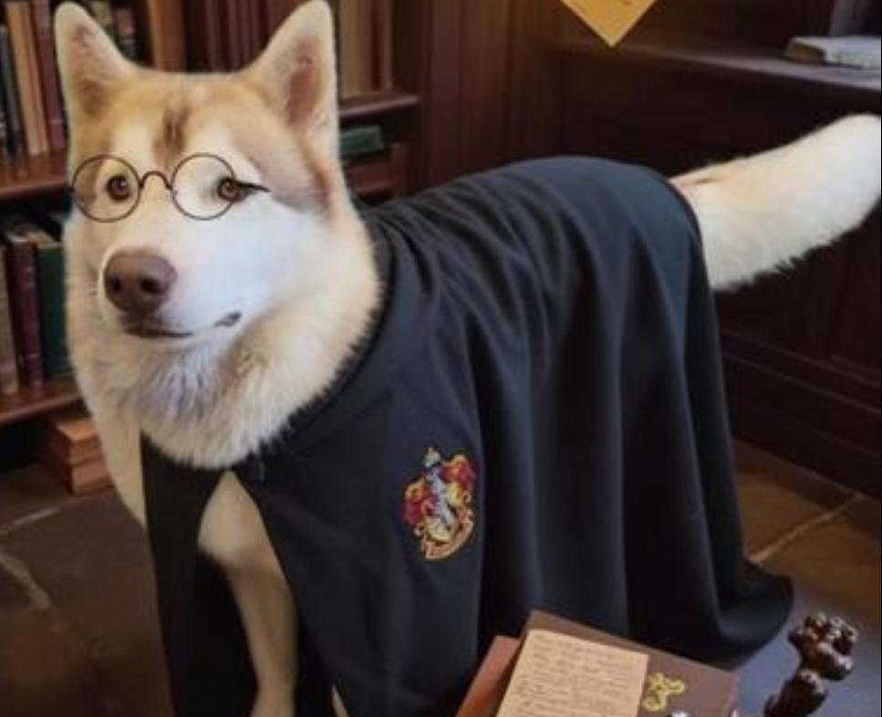 Maverick (Best Husky Ever)