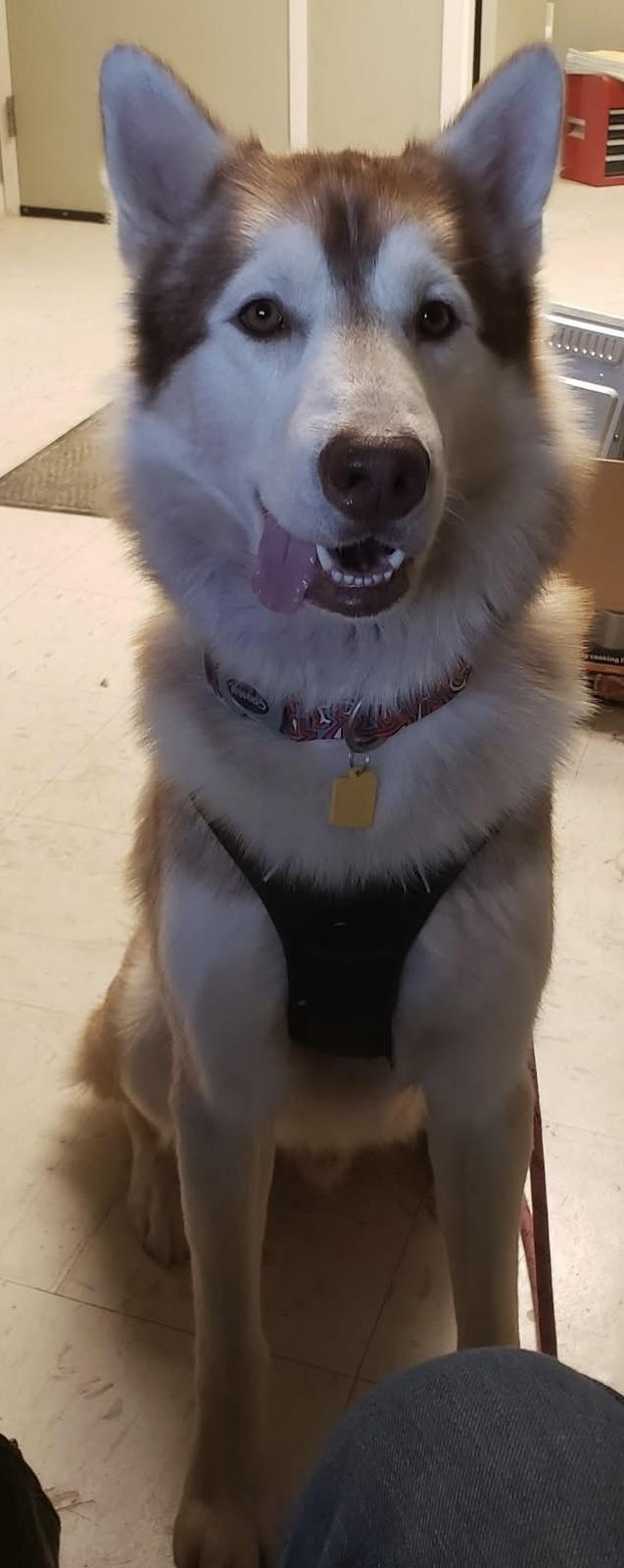 Enlarge Maverick (Best Husky Ever), a Adoptable Husky in Newfoundland, PA image 2/5