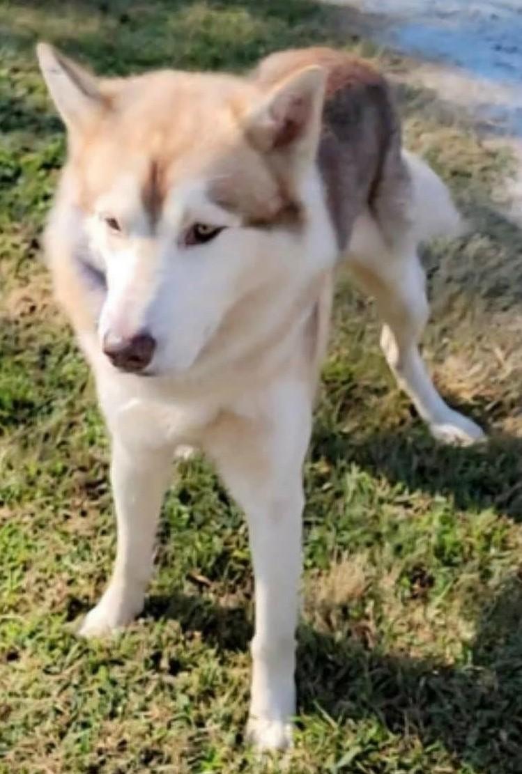 Maverick (Best Husky Ever)