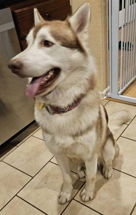 Enlarge Maverick (Best Husky Ever), a Adoptable Husky in Newfoundland, PA image 5/5