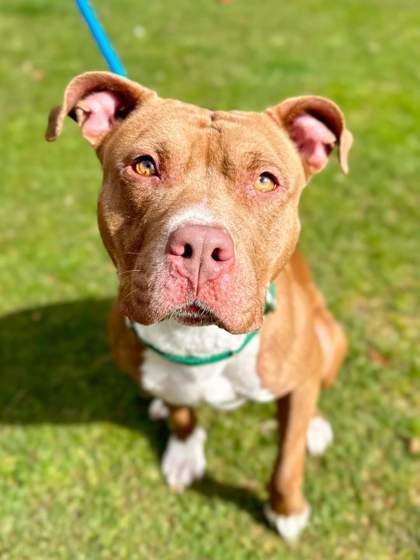 Nutmeg, Adoptable, Adult Female Terrier & Mixed Breed.