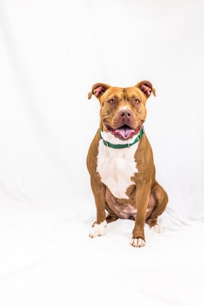 Nutmeg, a Adoptable mixed breed in Wantagh, NY image 2/3