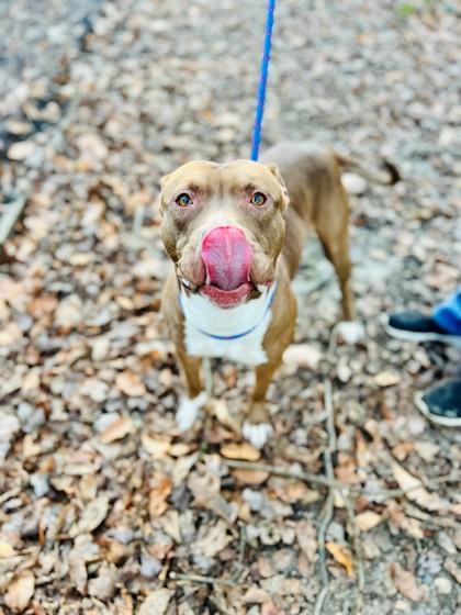 Nutmeg, a Adoptable mixed breed in Wantagh, NY image 3/3