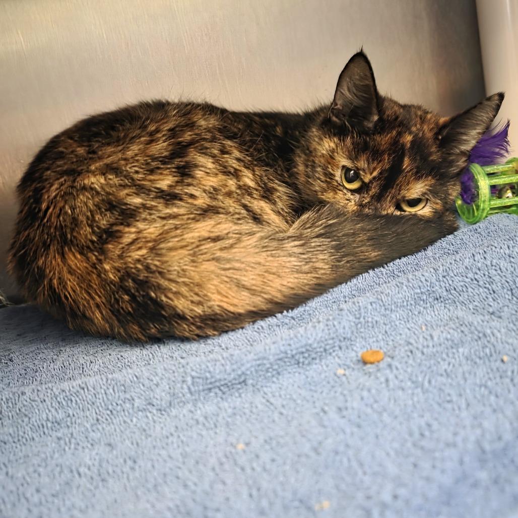 Enlarge Jupiter, a Adoptable Domestic Short Hair in Fort Wayne, IN image 3/5