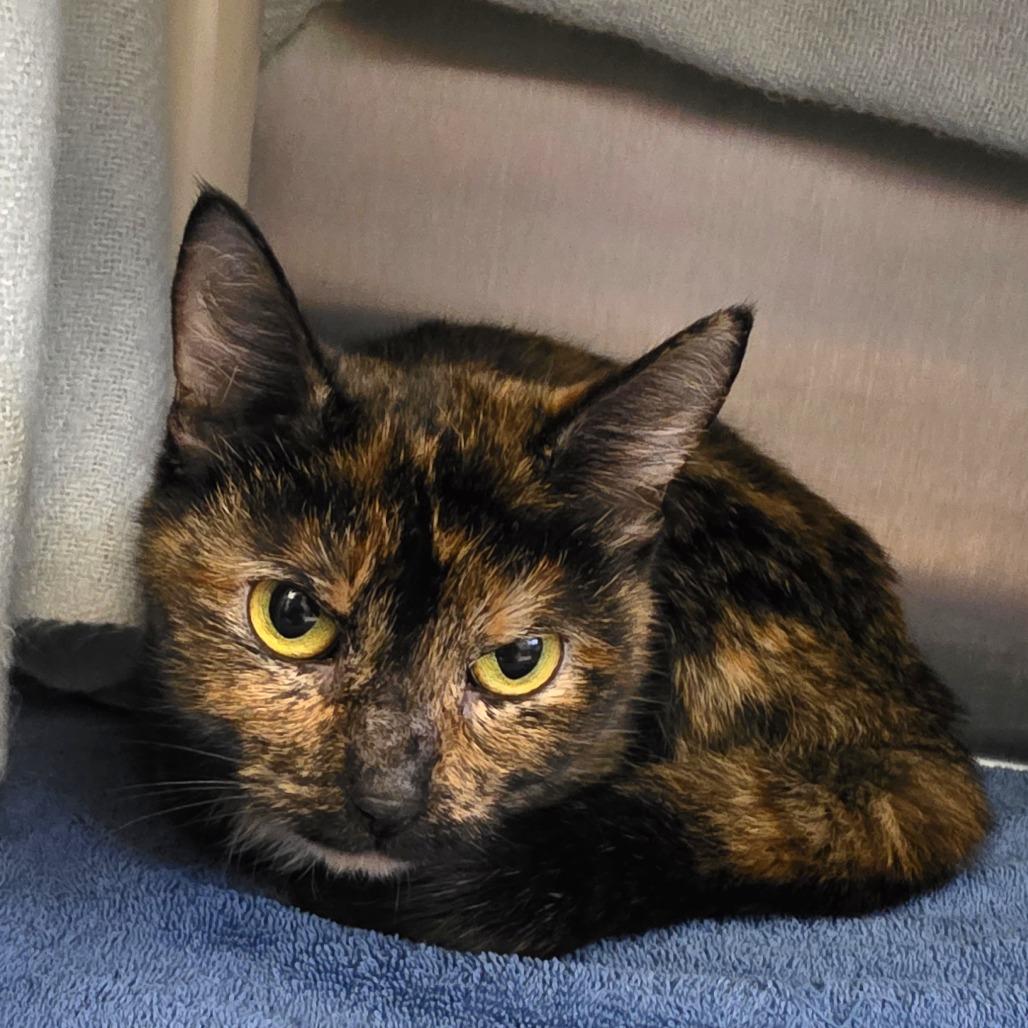 Enlarge Jupiter, a Adoptable Domestic Short Hair in Fort Wayne, IN image 4/5