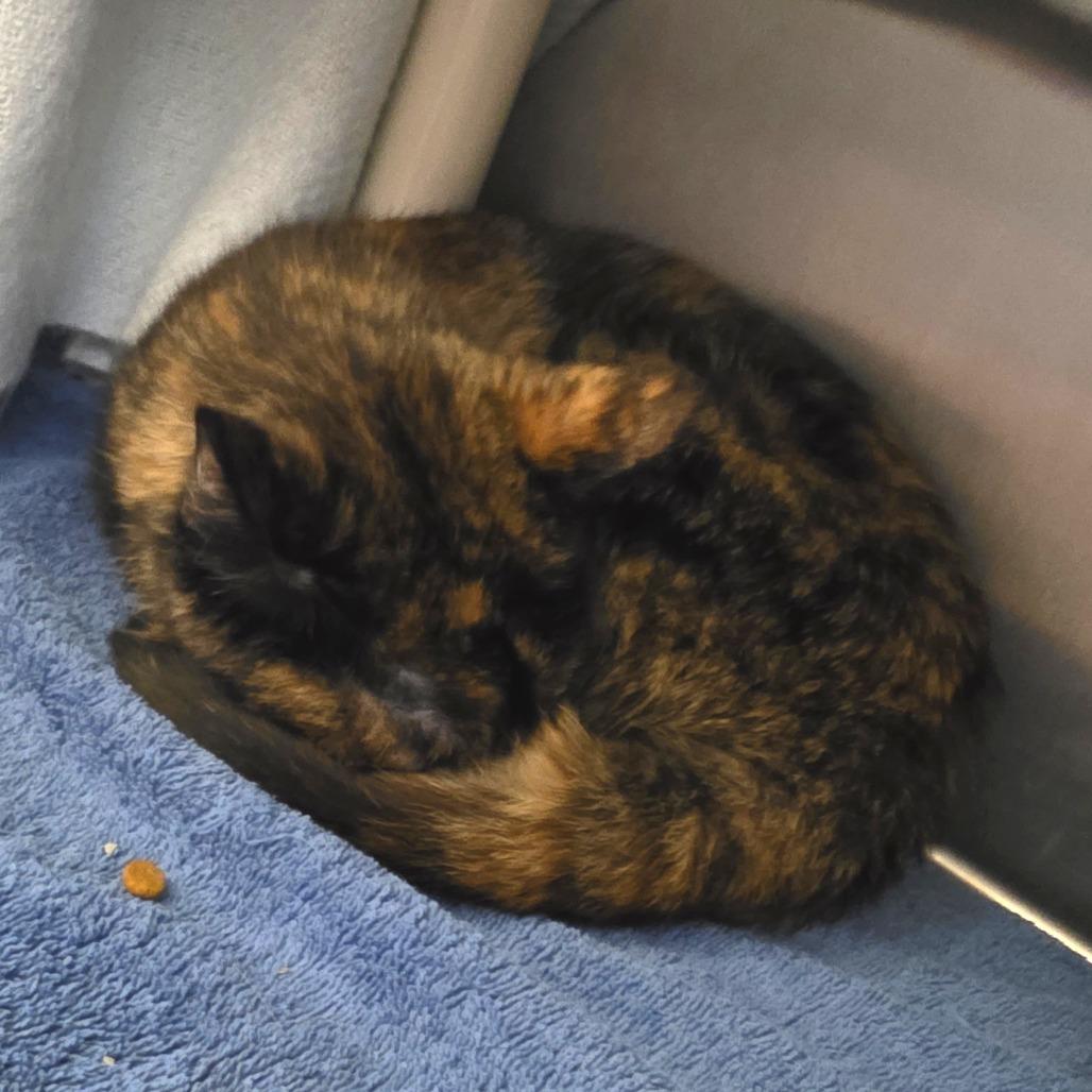 Enlarge Jupiter, a Adoptable Domestic Short Hair in Fort Wayne, IN image 5/5