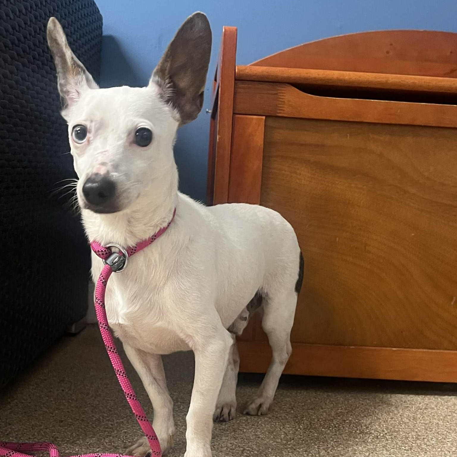 Enlarge Radar, a Adoptable Terrier in Sunderland, MD image 1/2
