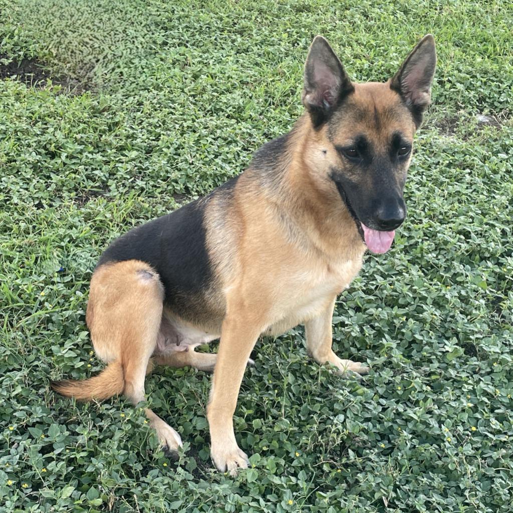 Zara, Adoptable, Adult Female German Shepherd Dog.