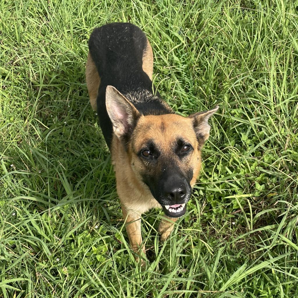Enlarge Zara, a Adoptable German Shepherd Dog in Brenham, TX image 2/6