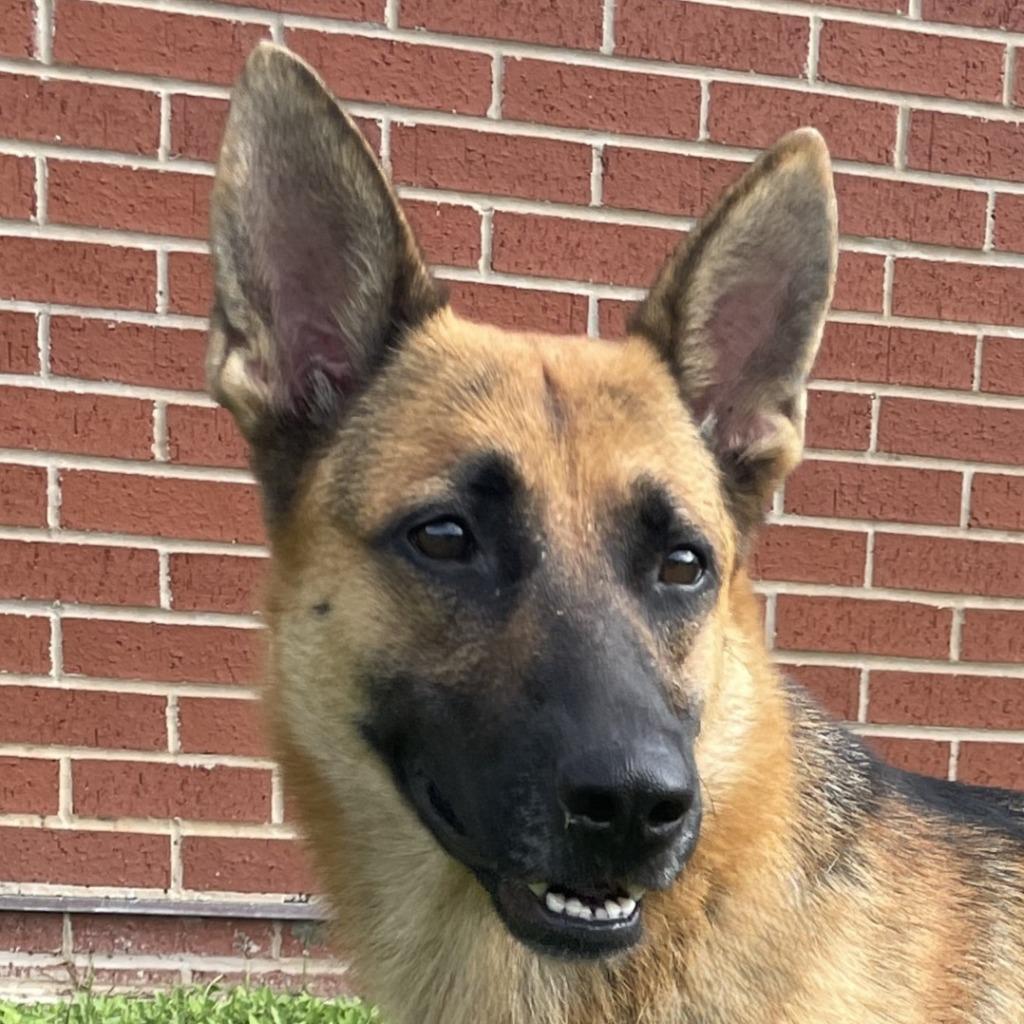 Zara, Adoptable, Adult Female German Shepherd Dog.