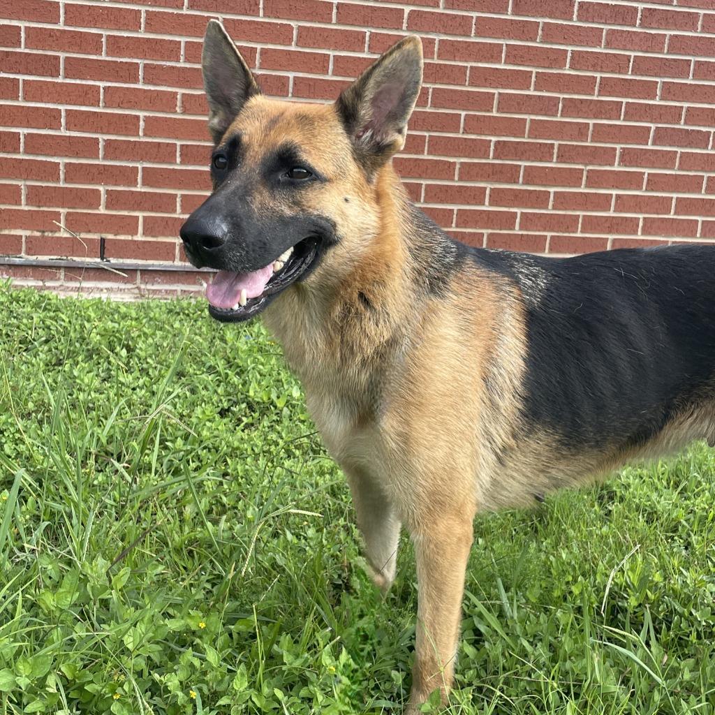 Enlarge Zara, a Adoptable German Shepherd Dog in Brenham, TX image 3/6