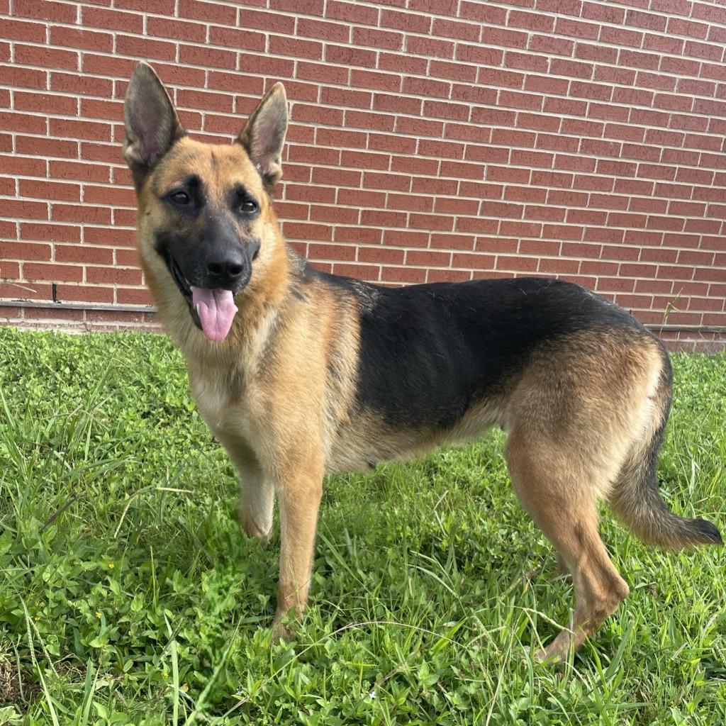 Enlarge Zara, a Adoptable German Shepherd Dog in Brenham, TX image 4/6
