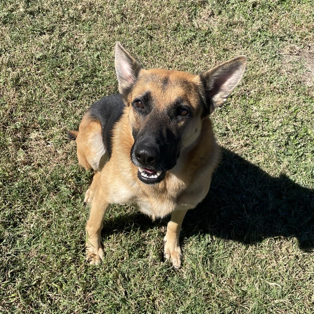Enlarge Zara, a Adoptable German Shepherd Dog in Brenham, TX image 6/6
