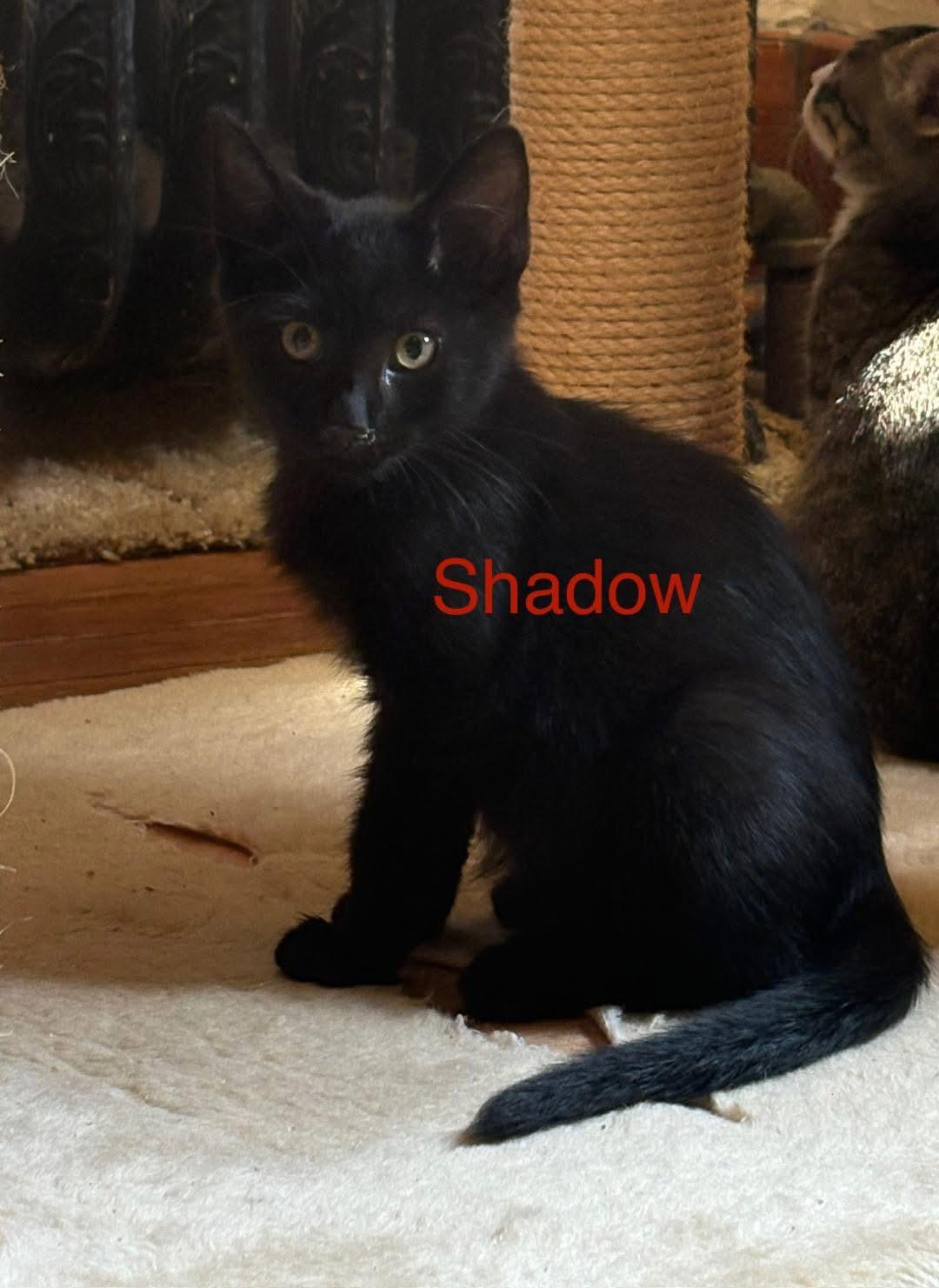 Shadow, Adoptable, Young Male Domestic Short Hair.