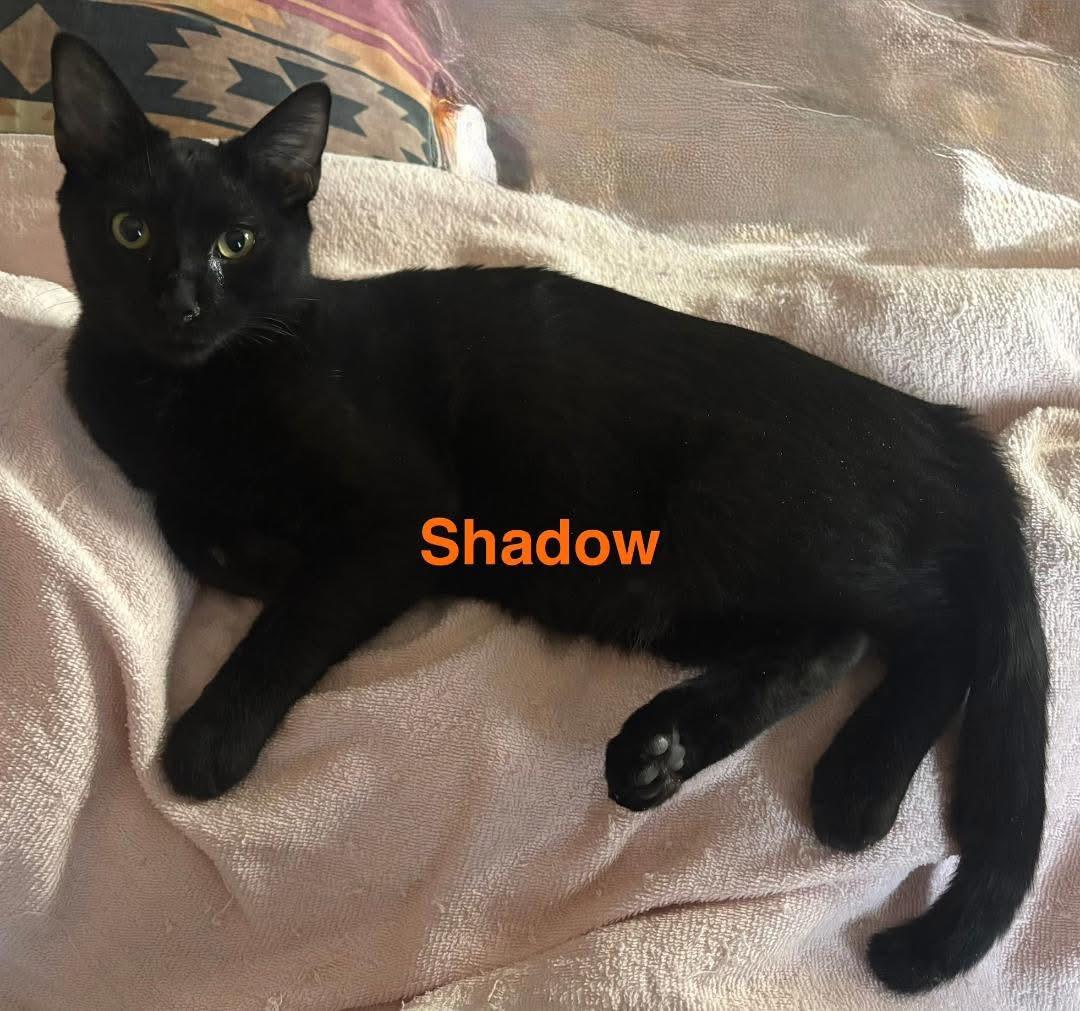 Shadow, Adoptable, Young Male Domestic Short Hair.