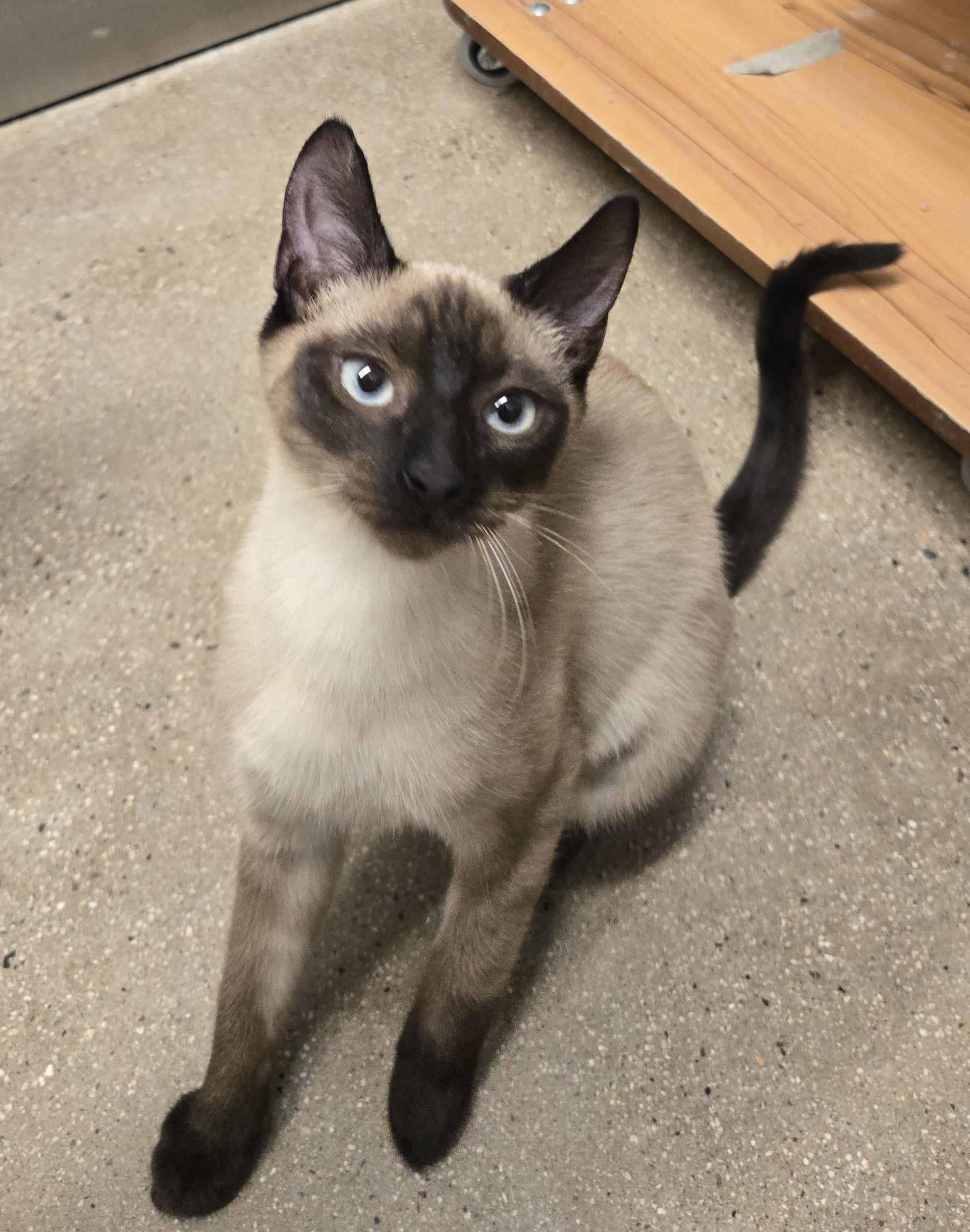 Enlarge Marsha, an adopted Siamese in Fullerton, CA image 2/3