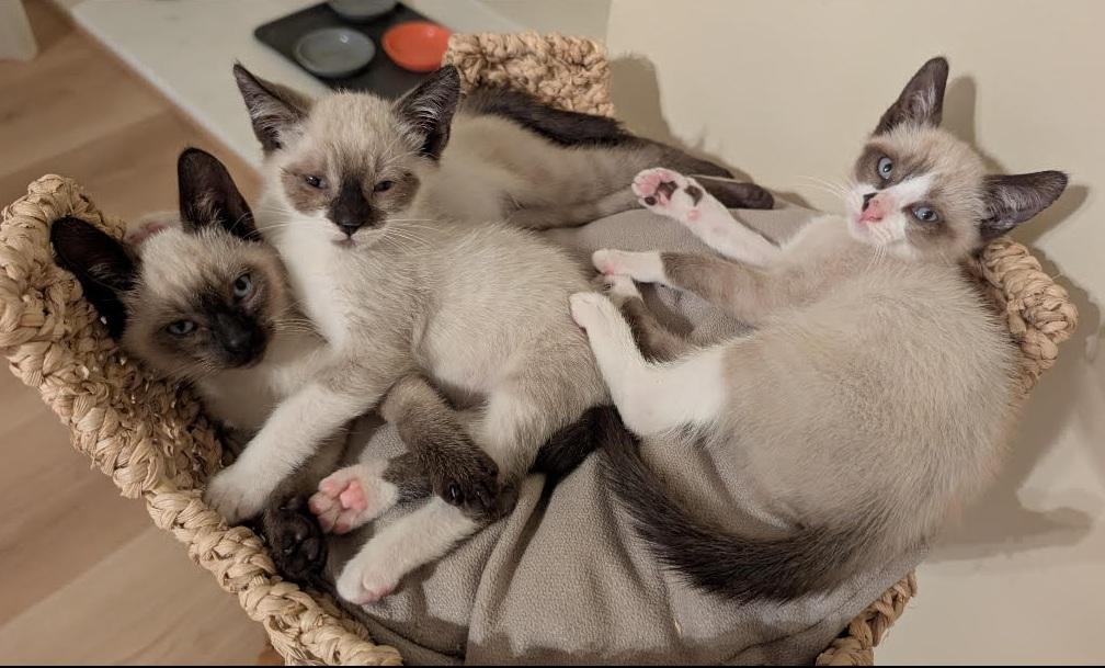 Enlarge Marsha, an adopted Siamese in Fullerton, CA image 3/3