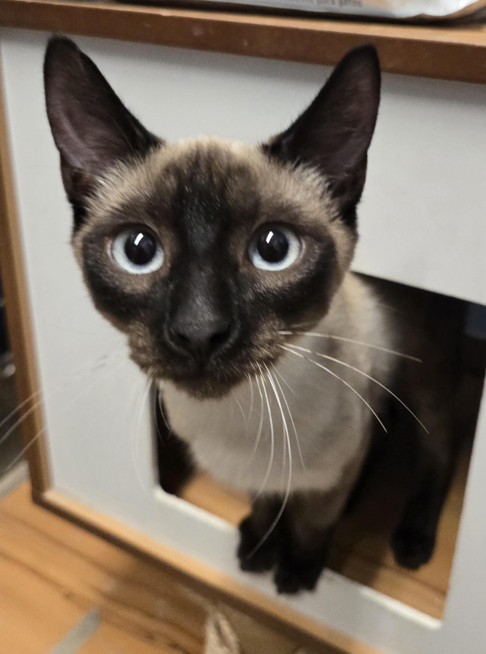 Enlarge Marsha, an adopted Siamese in Fullerton, CA image 1/3