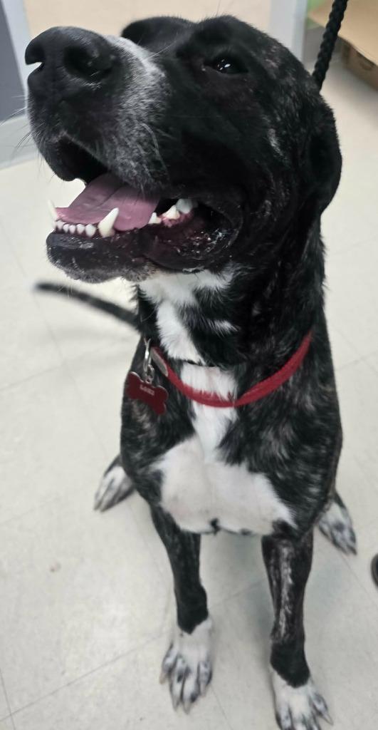 Enlarge Loki, a Adoptable mixed breed in Culpeper, VA image 1/1