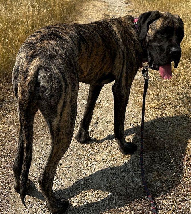 Enlarge Tallulah, a ADOPTABLE Mastiff in Larkspur, CO image 3/3