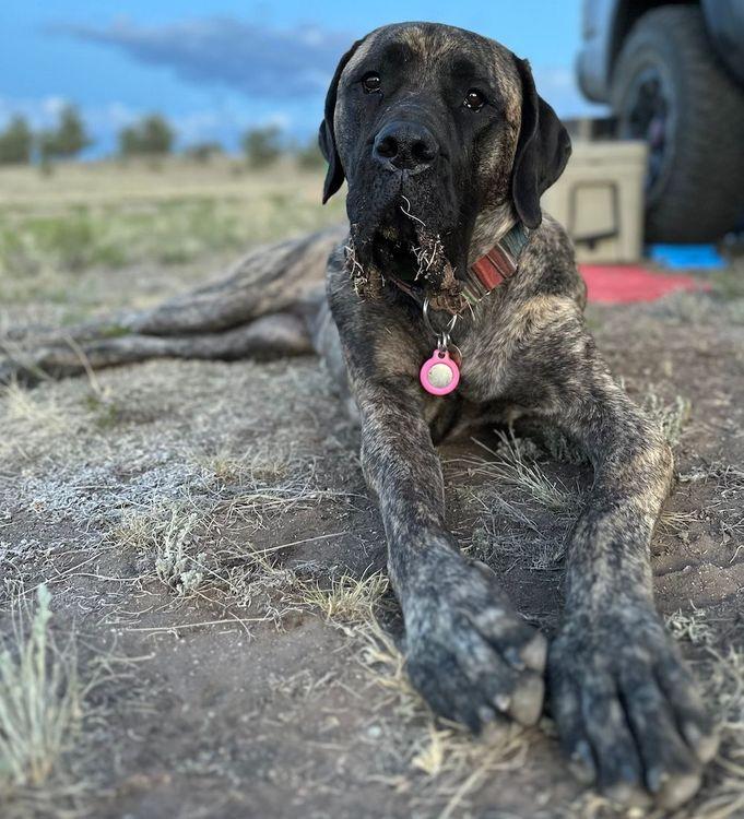 Enlarge Tallulah, a ADOPTABLE Mastiff in Larkspur, CO image 2/3