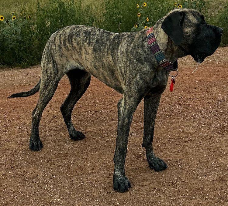 Enlarge Tallulah, a ADOPTABLE Mastiff in Larkspur, CO image 1/3