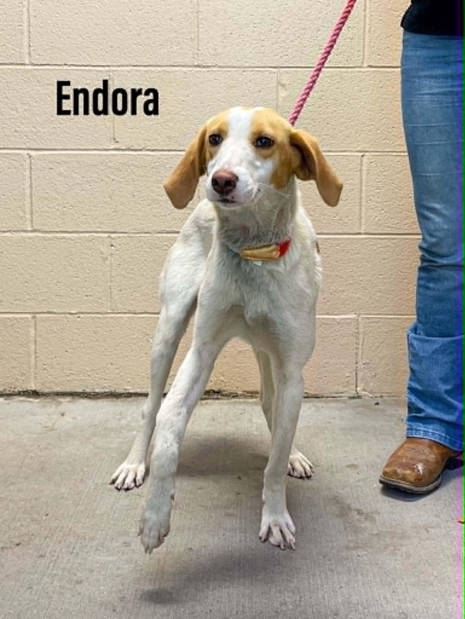 Enlarge Endora, a Adoptable Coonhound in Clearfield, KY image 1/1