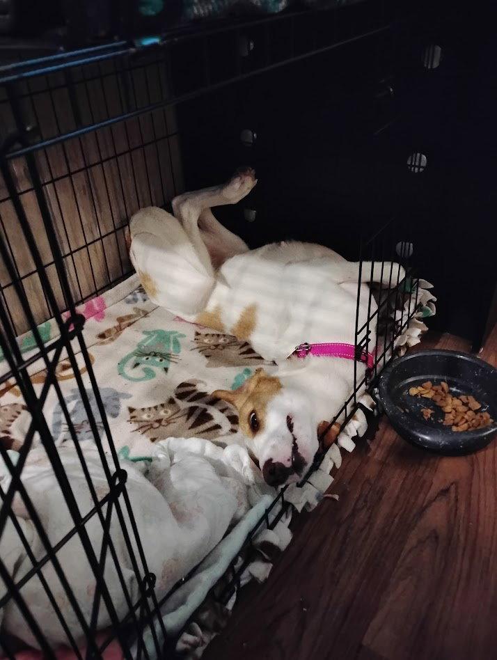 Endora, a Adoptable Coonhound in Clearfield, KY image 2/2
