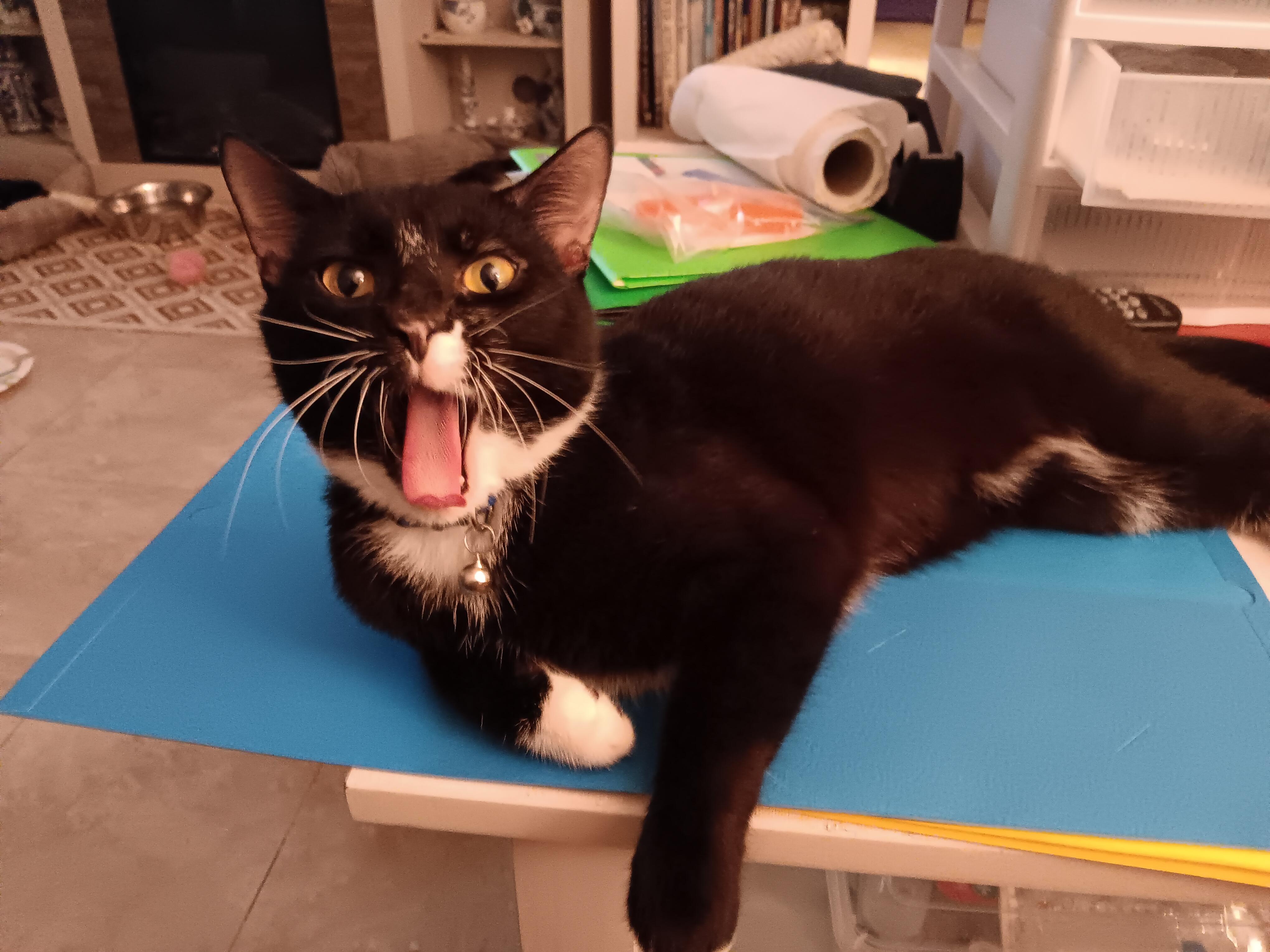 Ezekiel, ADOPTABLE, Young Male Domestic Short Hair.