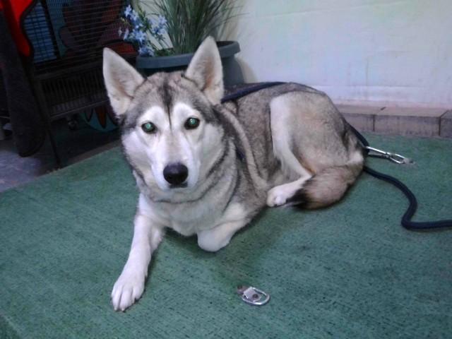 NOVA, Adoptable, Adult Female Husky.
