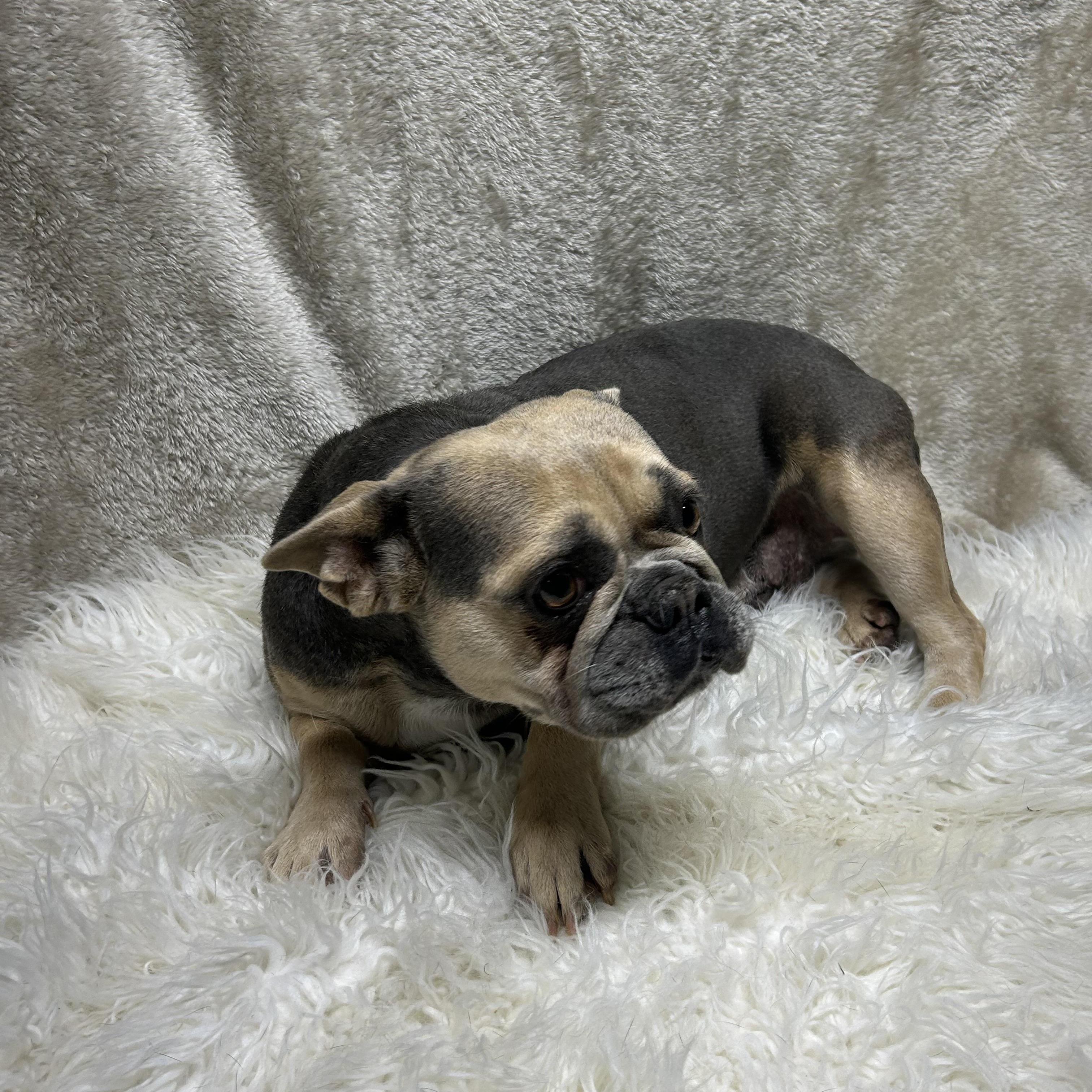 Enlarge REMI, a Adopted French Bulldog in Elyria, OH image 5/6
