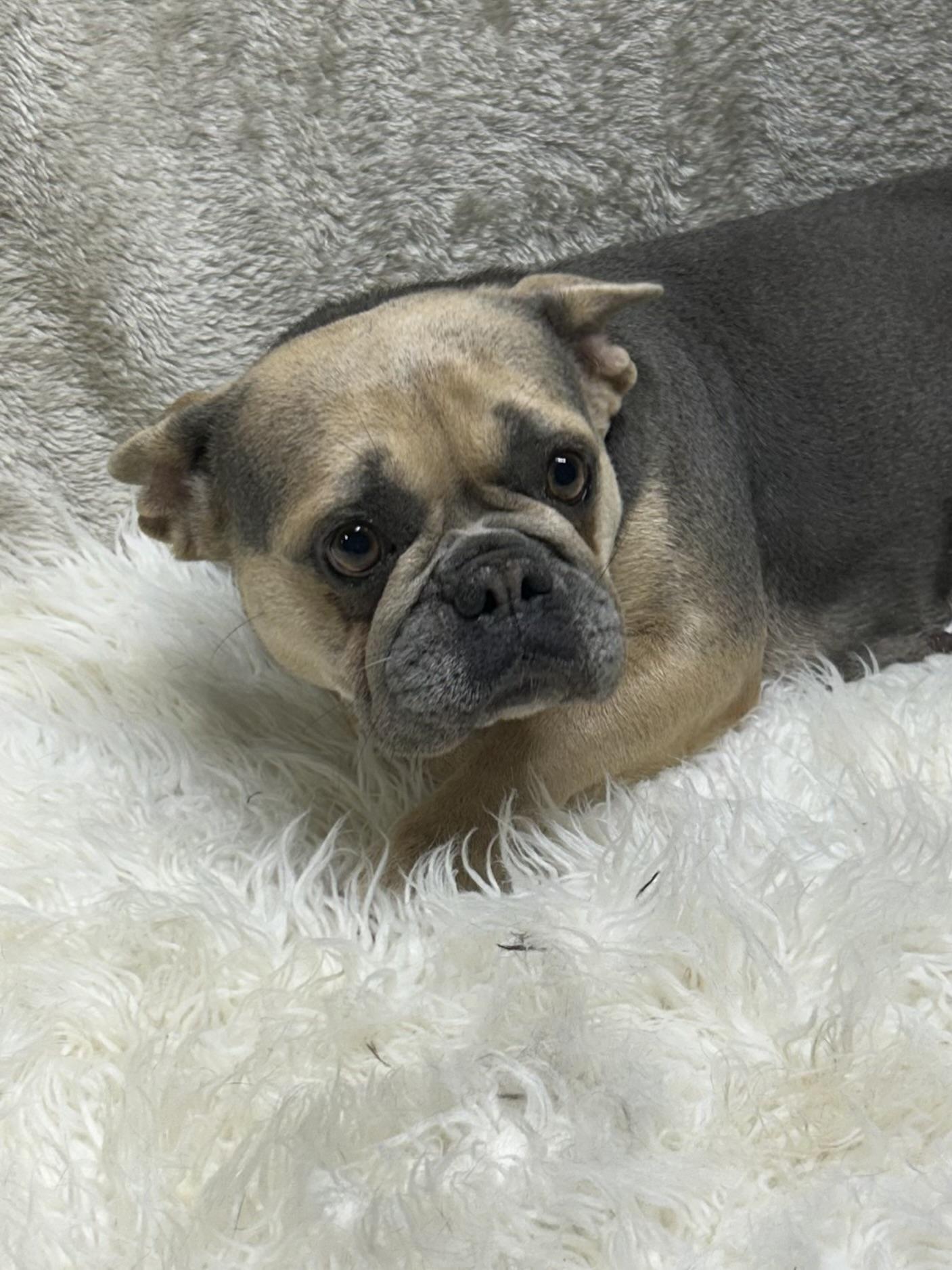 Enlarge REMI, a Adopted French Bulldog in Elyria, OH image 4/6