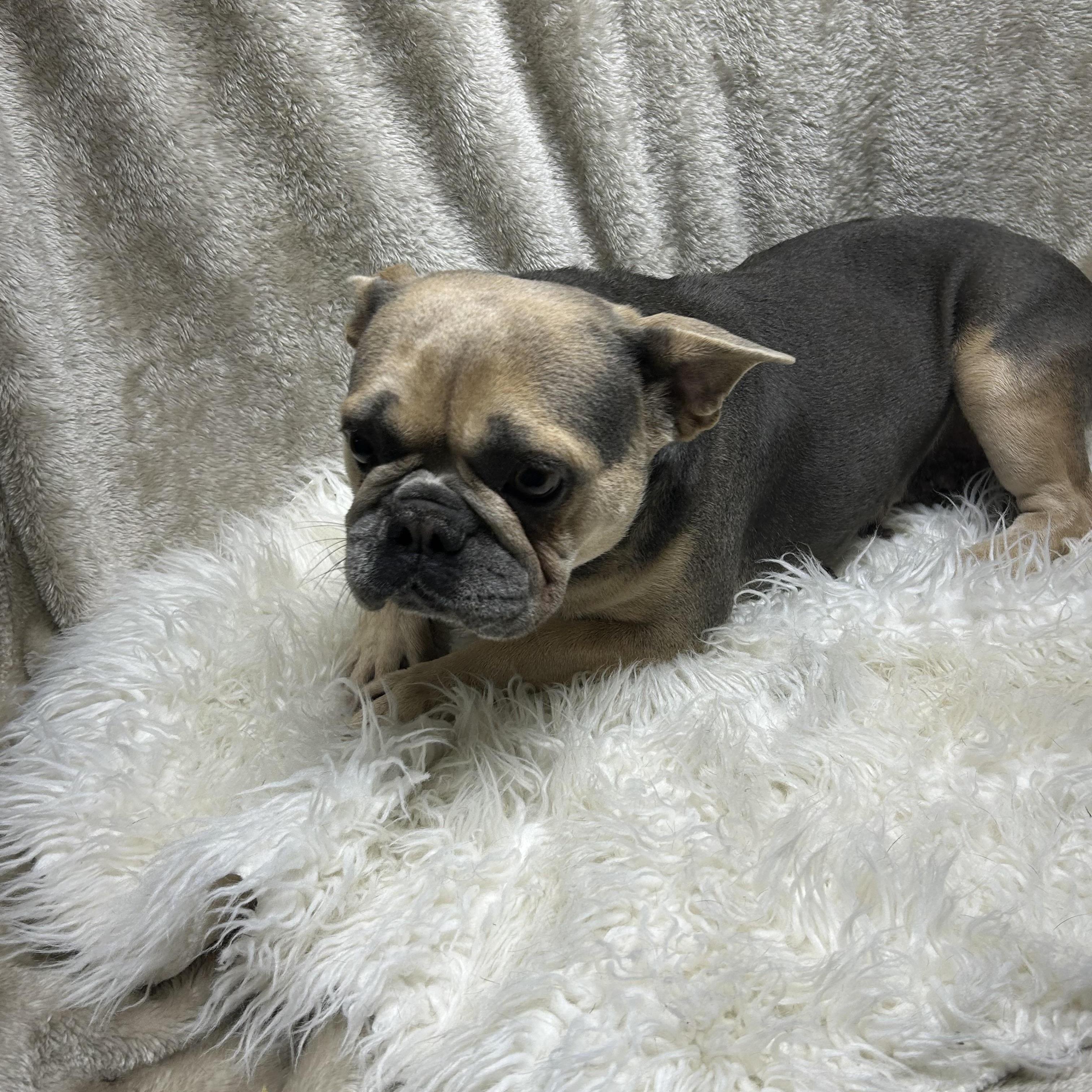 Enlarge REMI, a Adopted French Bulldog in Elyria, OH image 6/6
