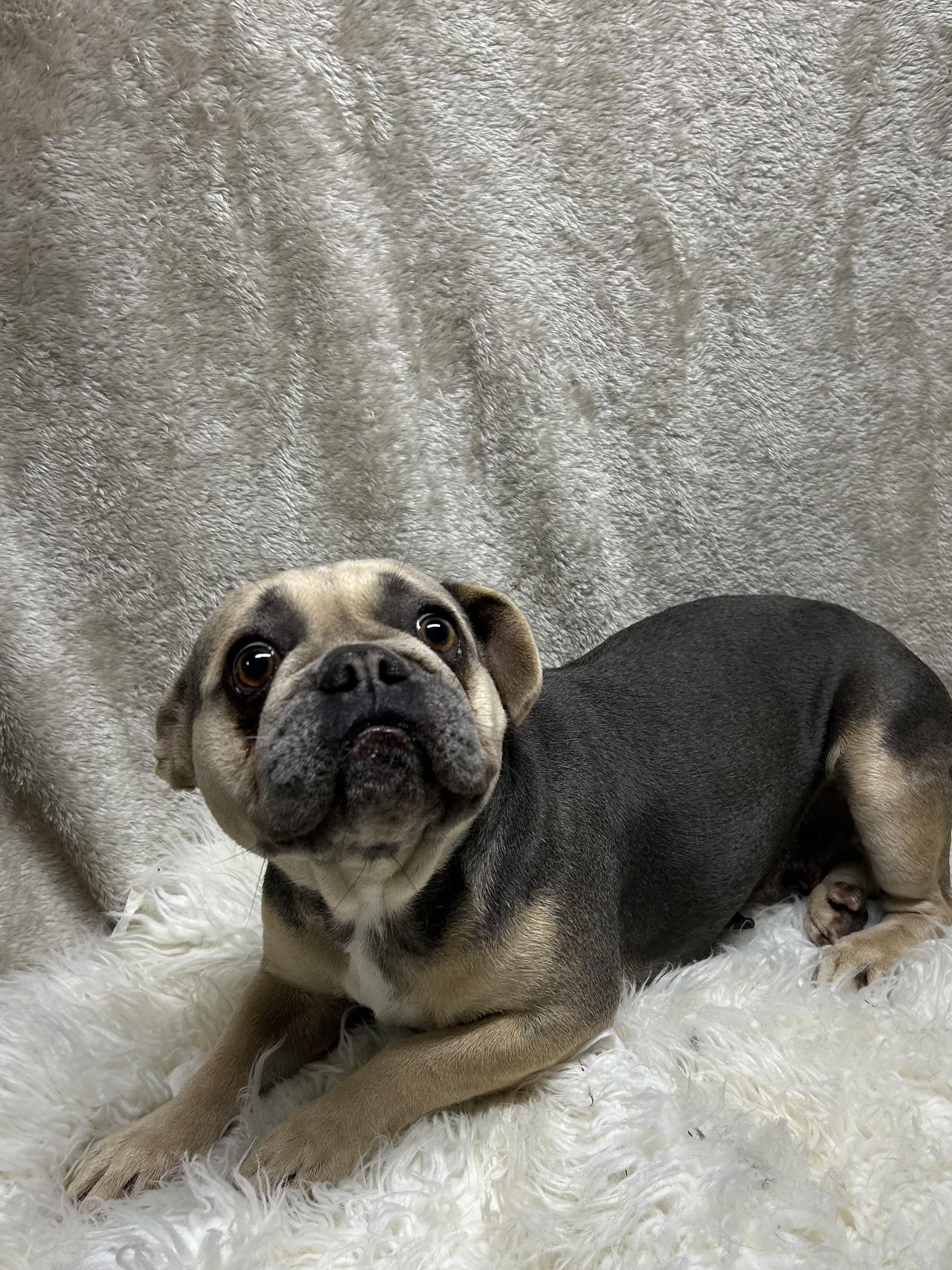 Enlarge REMI, a Adopted French Bulldog in Elyria, OH image 3/6