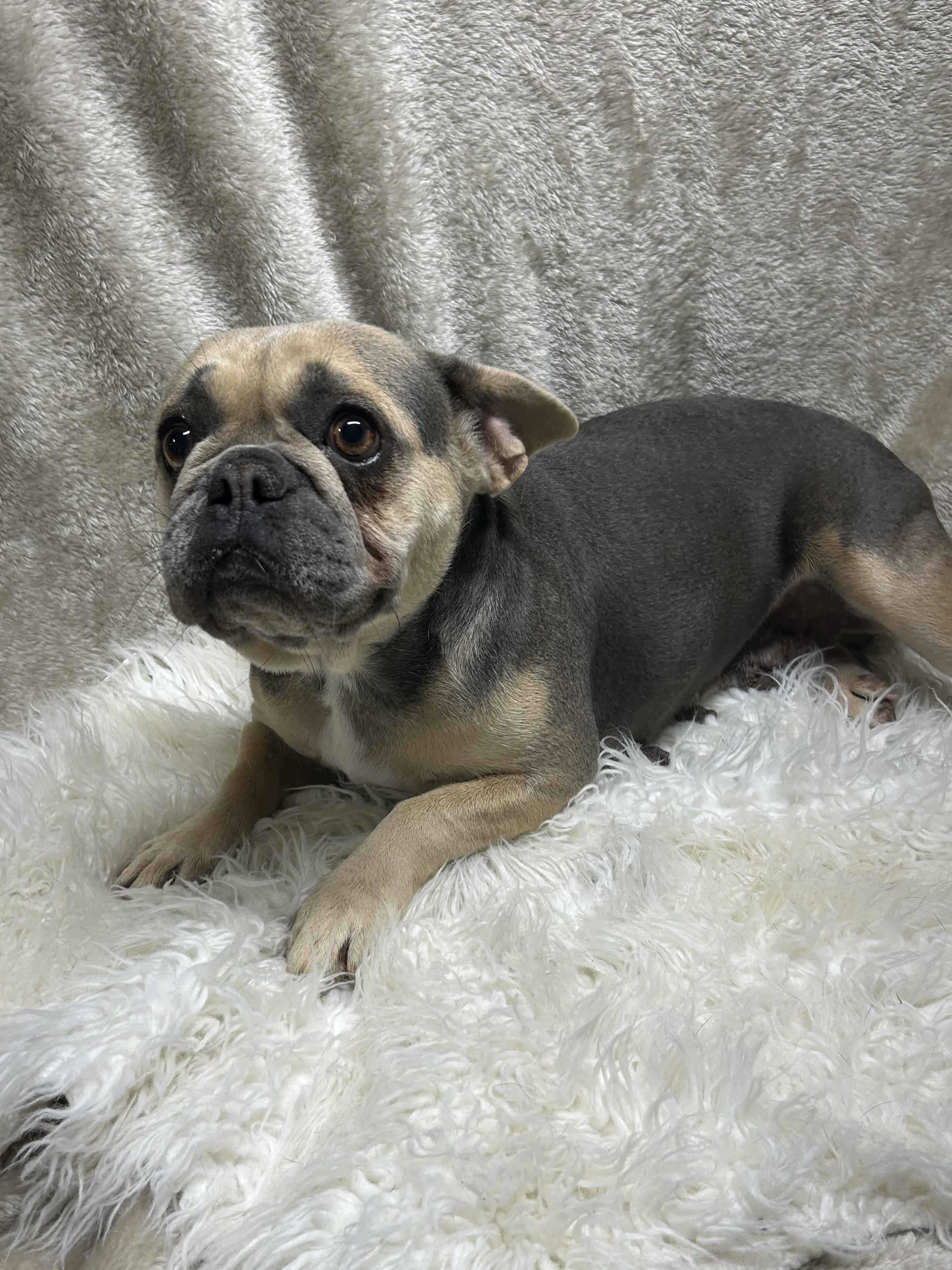 Enlarge REMI, a Adopted French Bulldog in Elyria, OH image 2/6