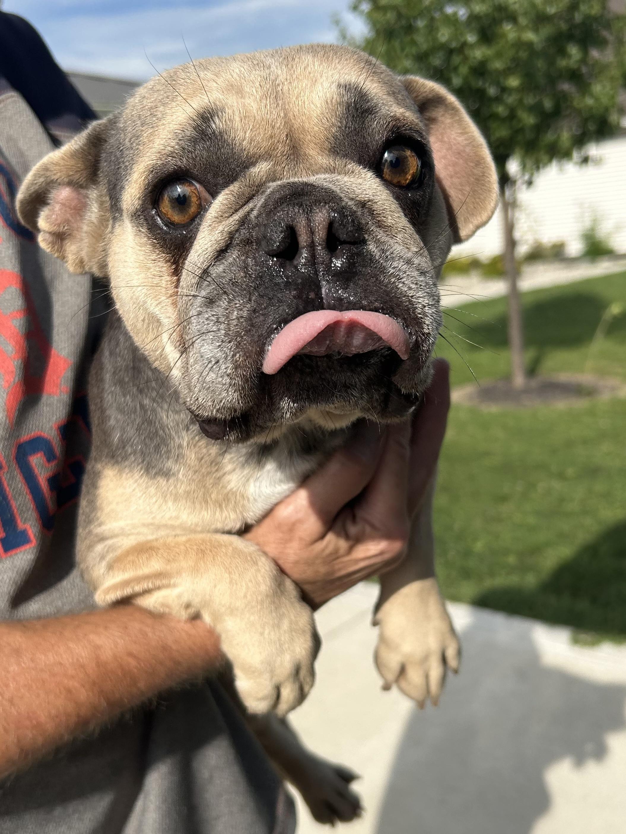 REMI, Adopted, Adult Female French Bulldog.