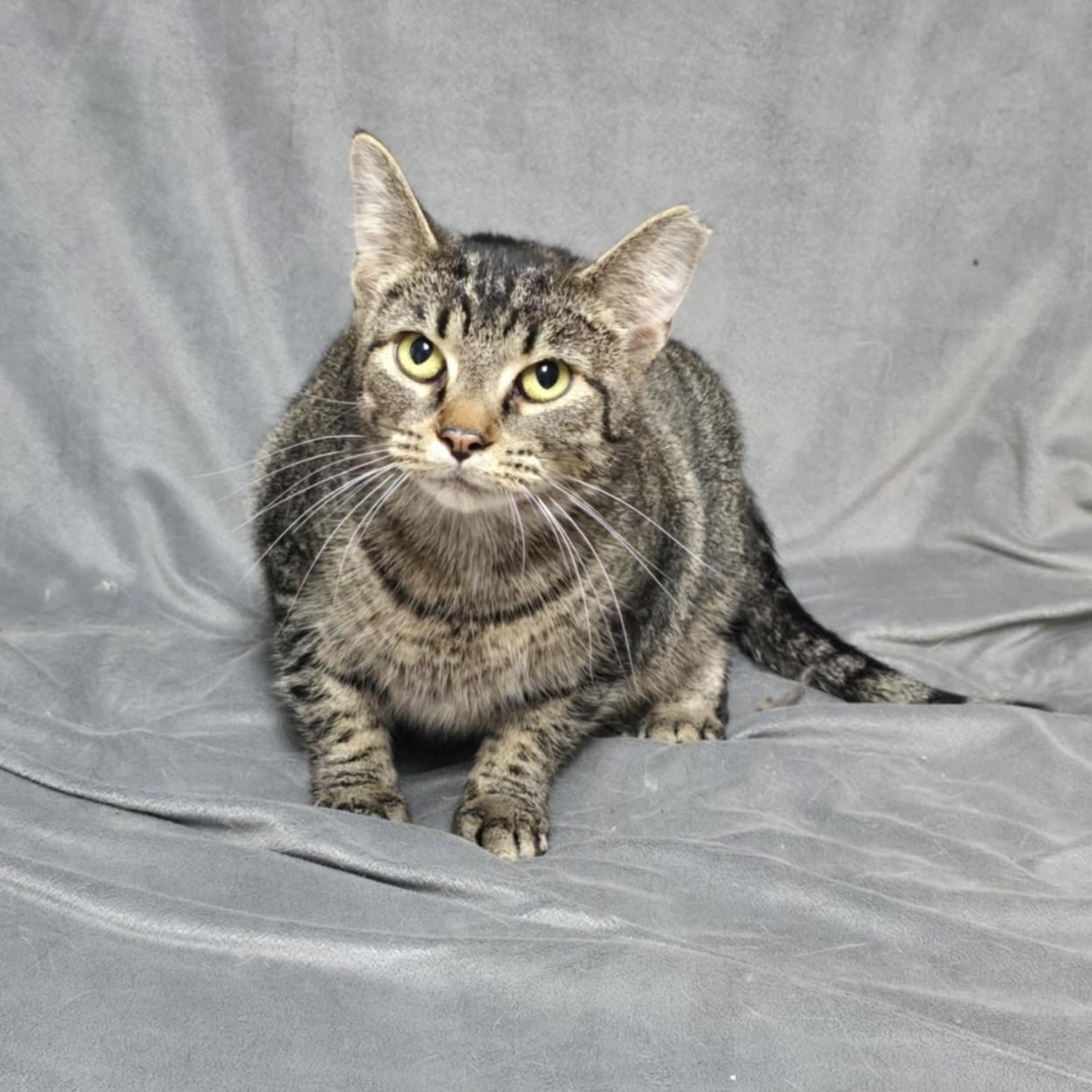 Bee, an adopted Domestic Short Hair in Waterloo, IA_image-1