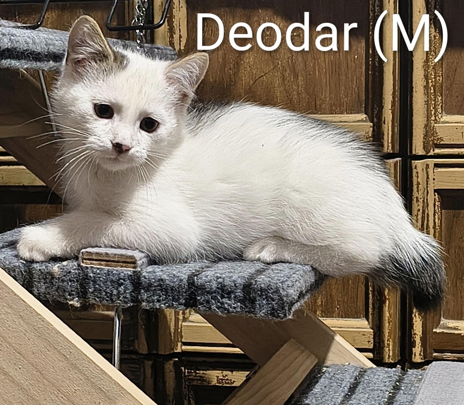 Deodar, a Adoptable Domestic Short Hair in Saugerties, NY image 1/3