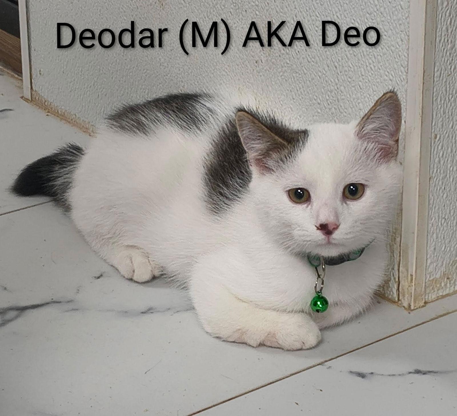 Deodar, a Adoptable Domestic Short Hair in Saugerties, NY image 2/3