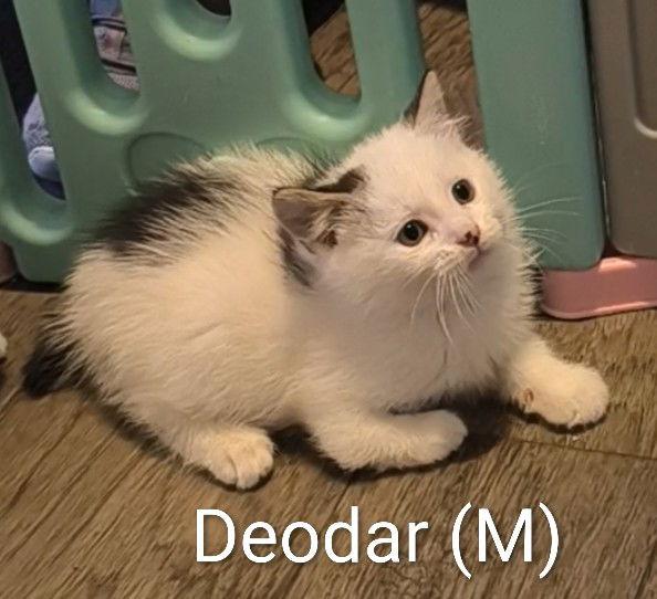Deodar, a Adoptable Domestic Short Hair in Saugerties, NY image 3/3