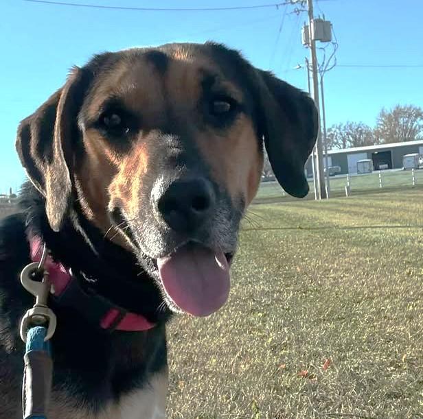 Kamryn (Obedience Trained), a Adoptable mixed breed in Maryville, MO image 4/6